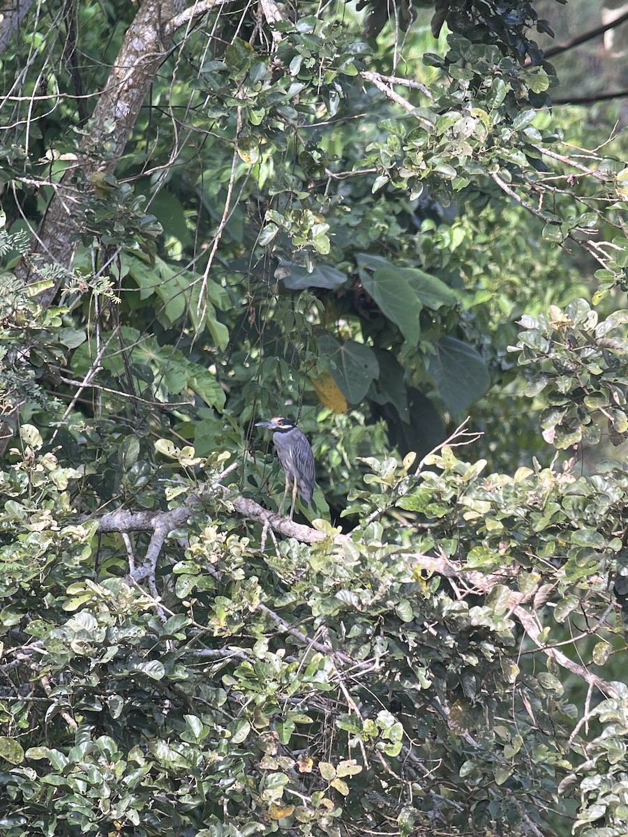 Yellow-crowned Night Heron - ML619140425