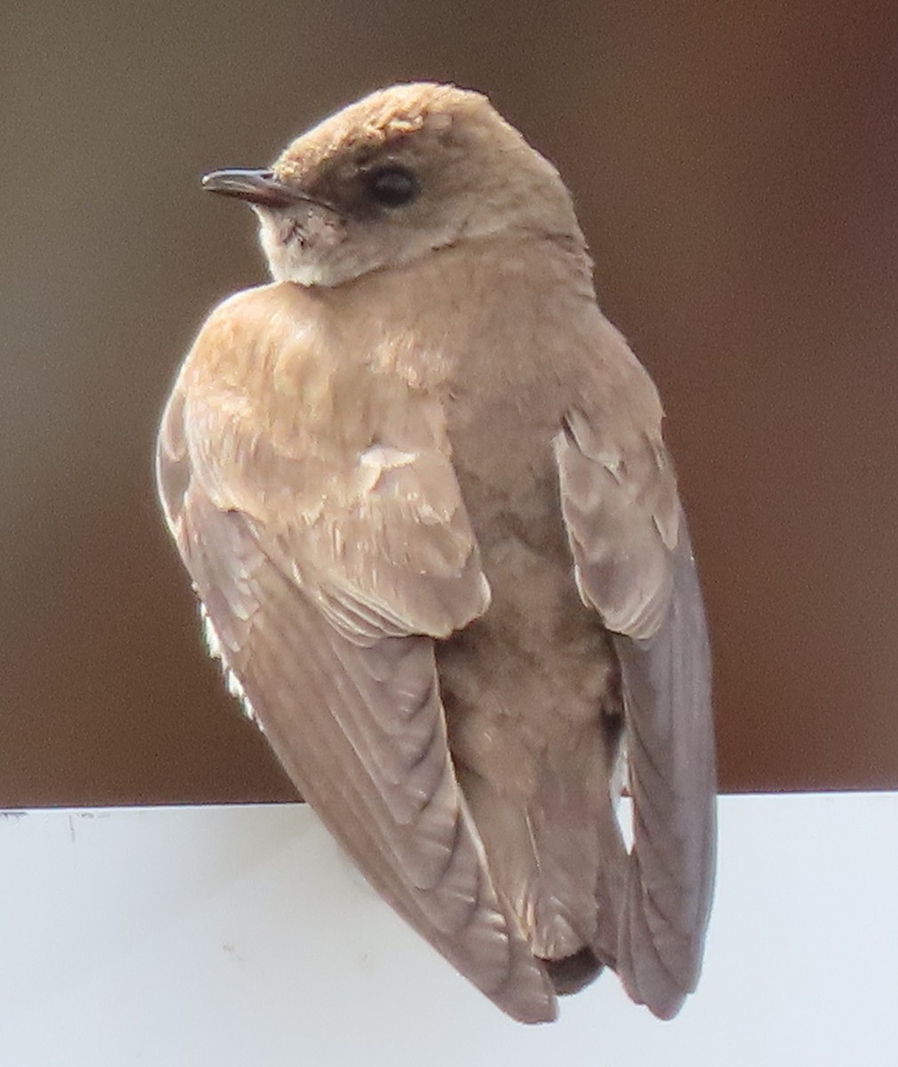 Northern Rough-winged Swallow - ML619140452