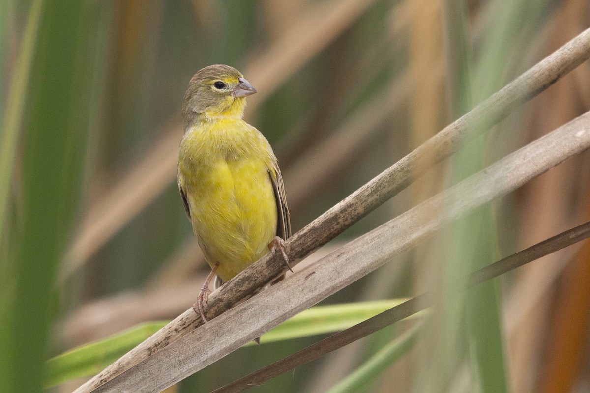 Grassland Yellow-Finch - ML619140468