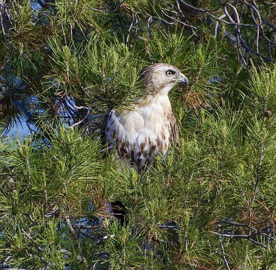 Red-tailed Hawk - ML619140478