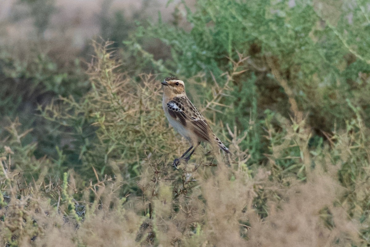 Whinchat - ML619140526