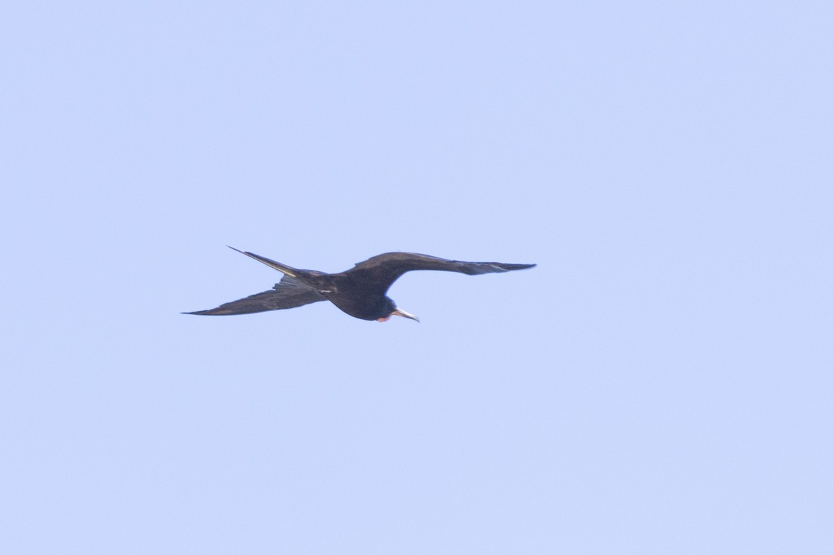 Magnificent Frigatebird - ML619140527