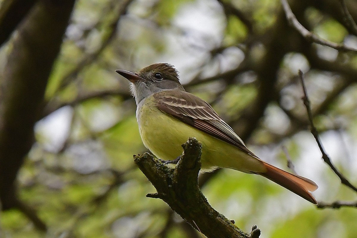Great Crested Flycatcher - ML619140530