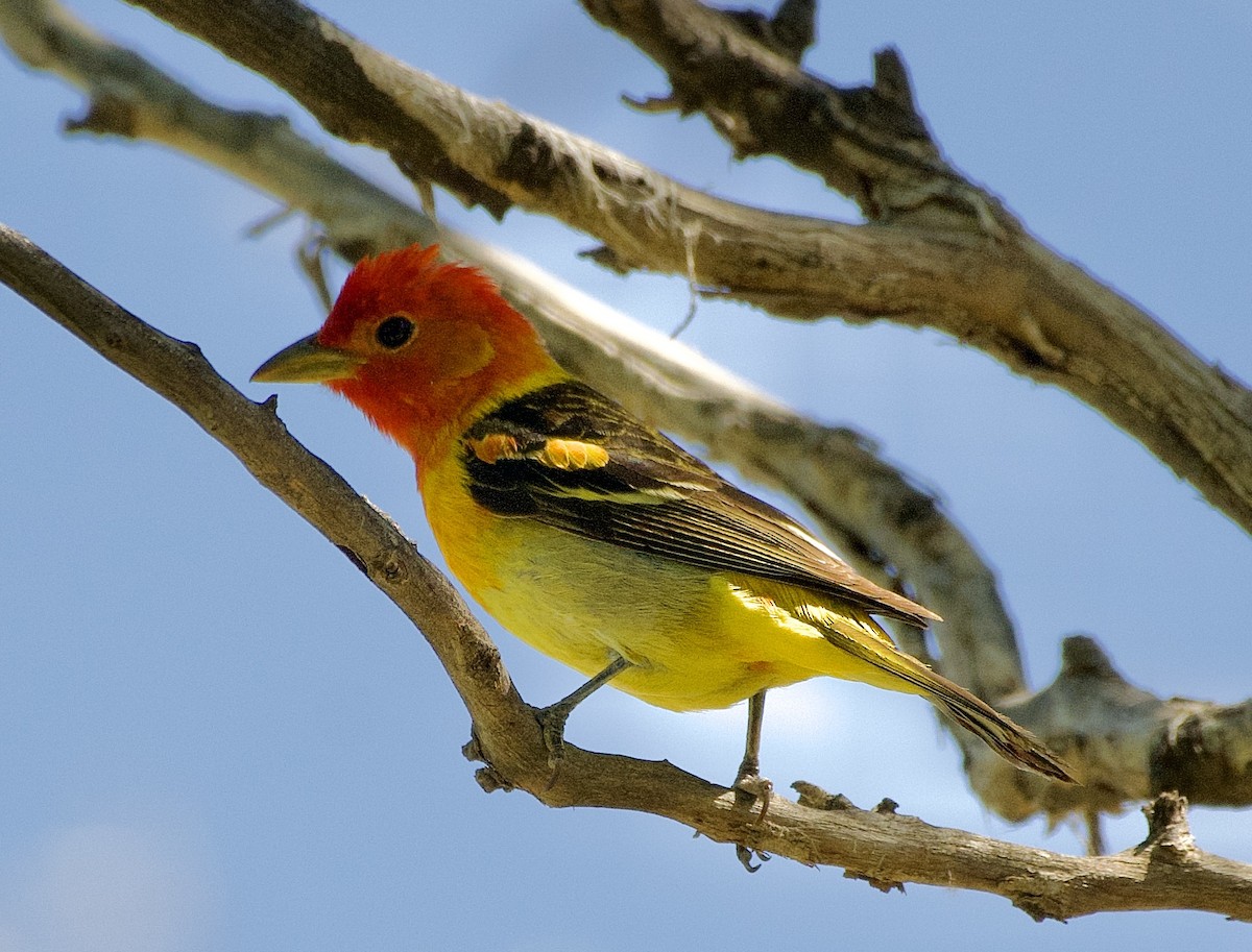 Western Tanager - ML619140531