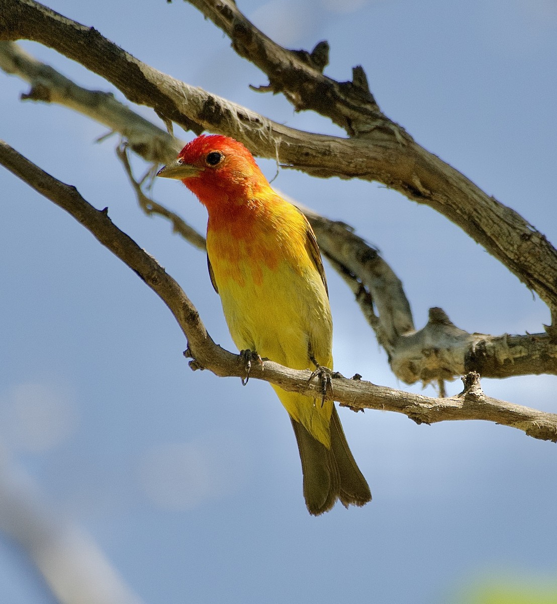 Western Tanager - ML619140536