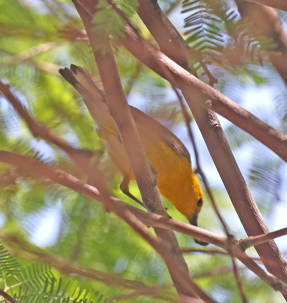 Prothonotary Warbler - ML619140546