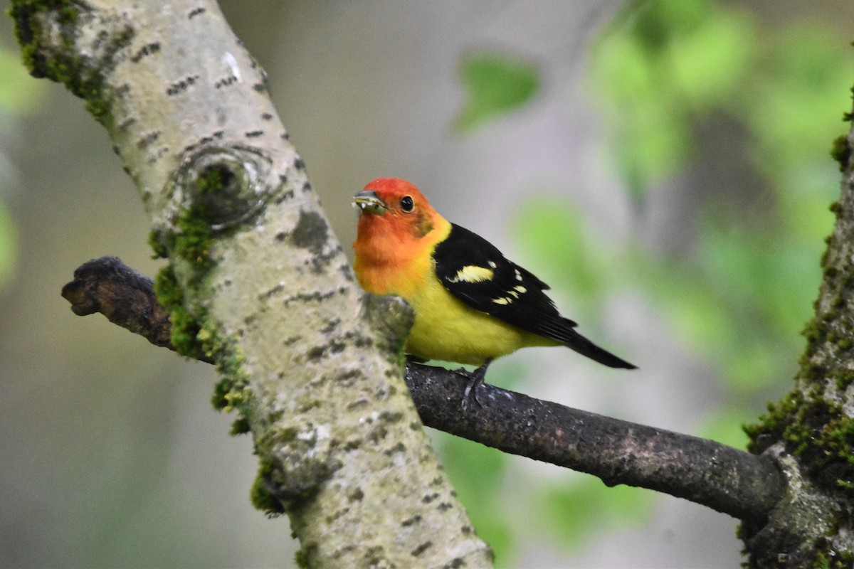 Western Tanager - ML619140553