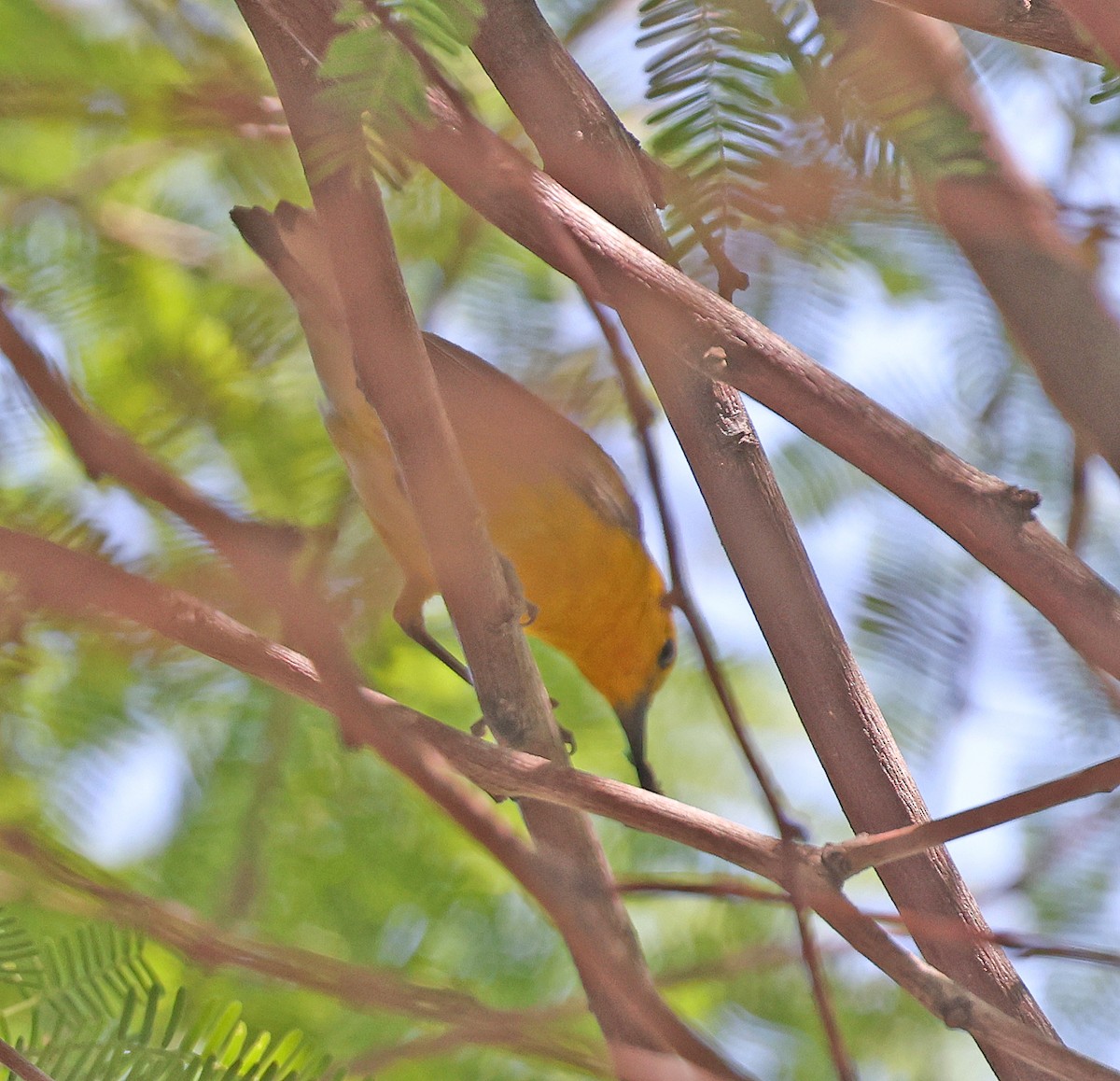 Prothonotary Warbler - ML619140554