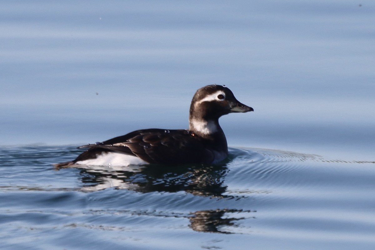 Long-tailed Duck - ML619140556