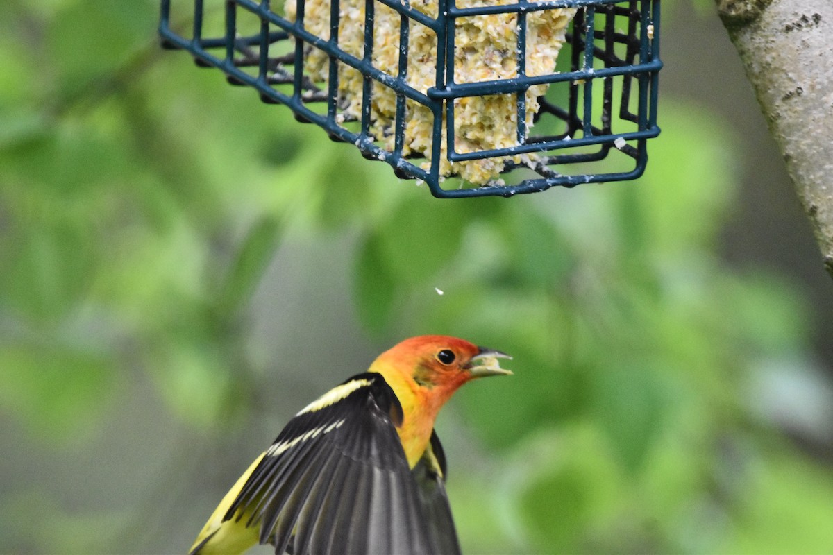 Western Tanager - ML619140557