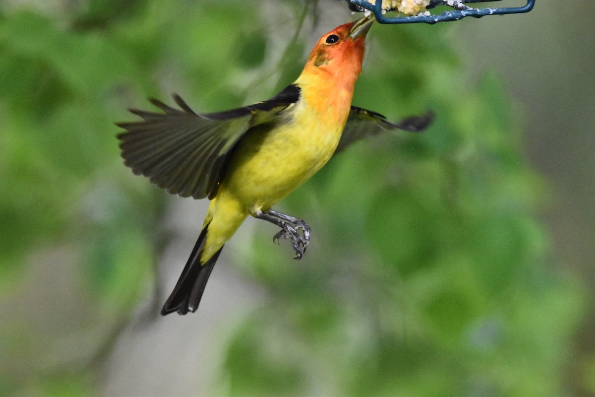 Western Tanager - ML619140564