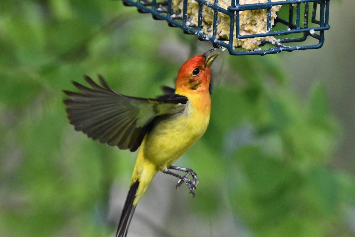 Western Tanager - ML619140572
