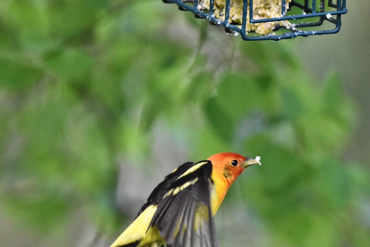 Western Tanager - ML619140584