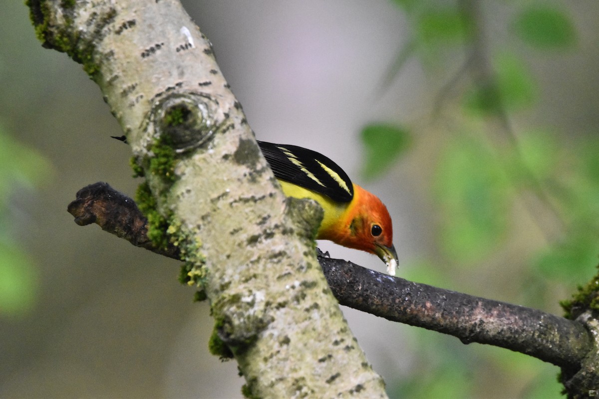 Western Tanager - ML619140587
