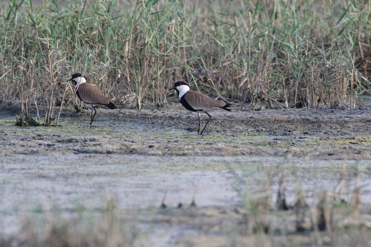 Spur-winged Lapwing - ML619140591