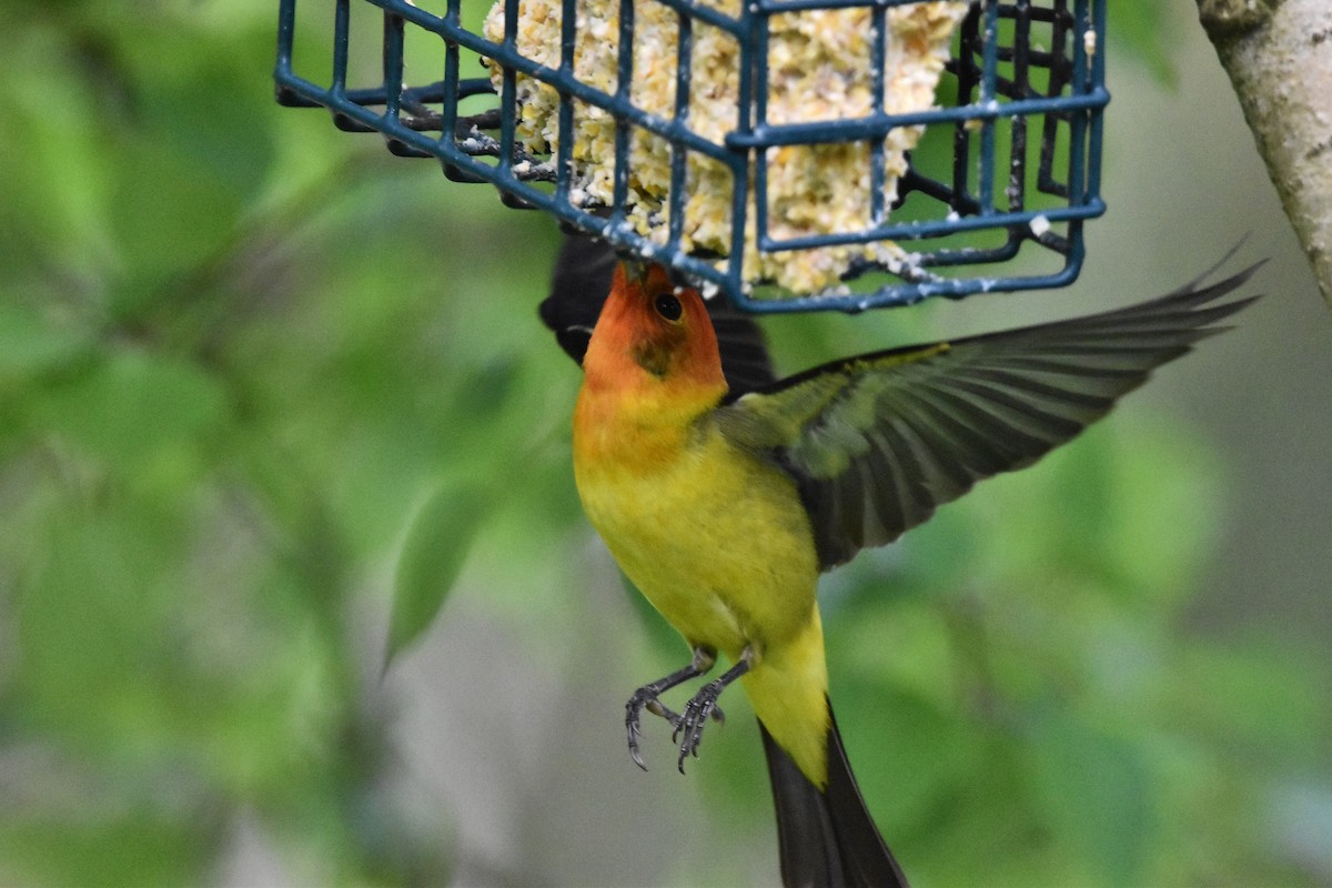 Western Tanager - ML619140598
