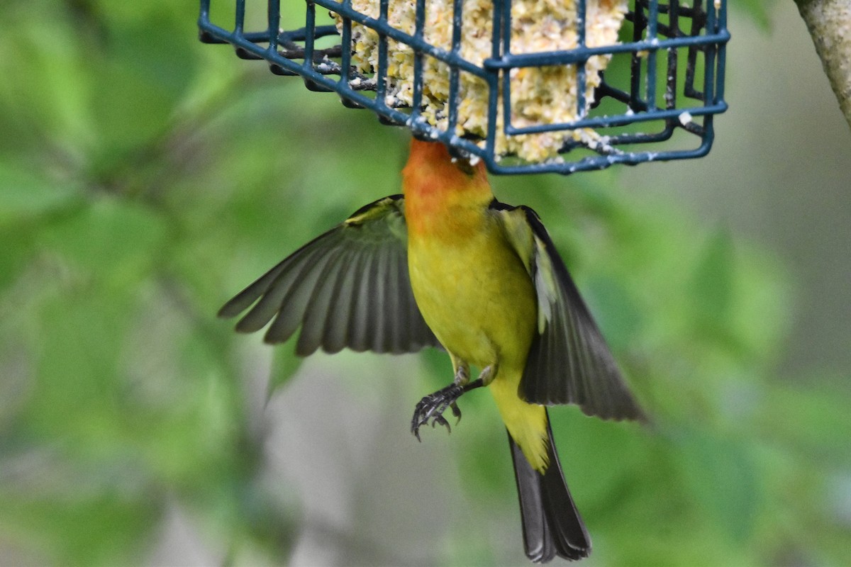 Western Tanager - ML619140604