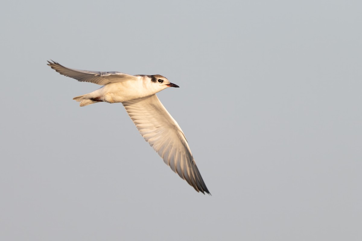 White-winged Tern - ML619140633