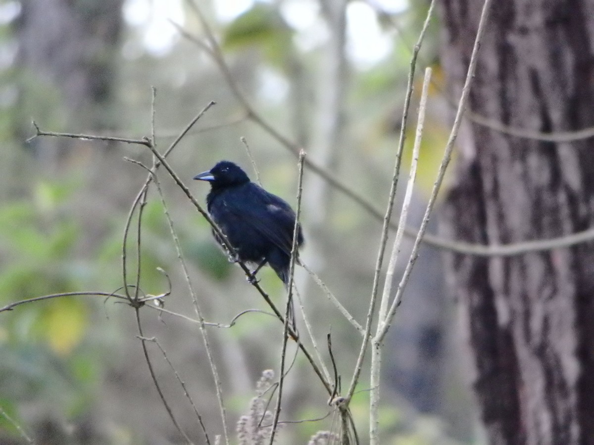White-lined Tanager - ML619140666