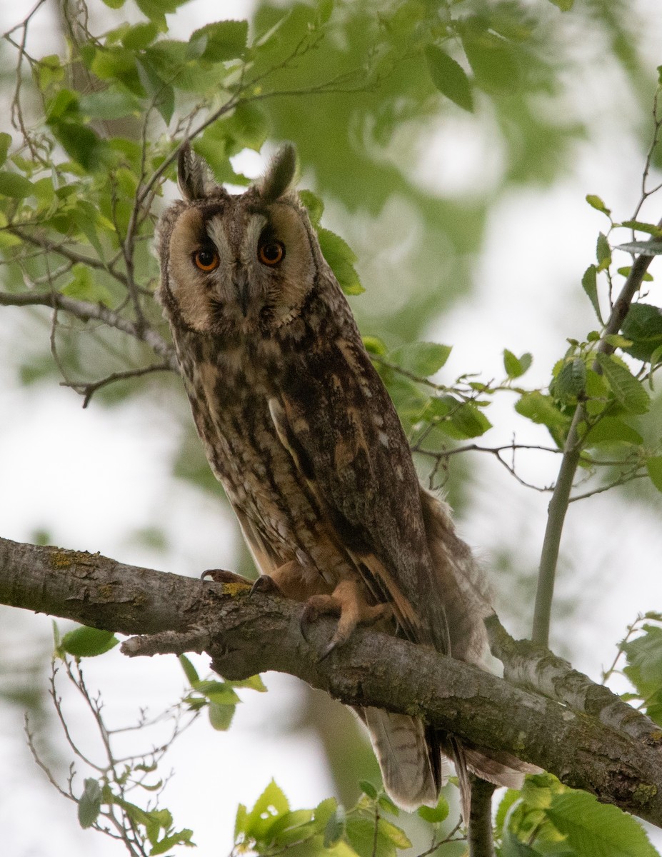 Long-eared Owl - ML619140686