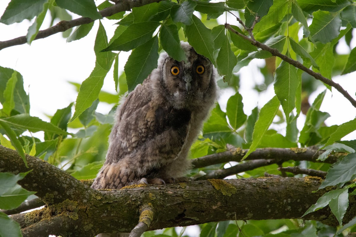 Long-eared Owl - ML619140688