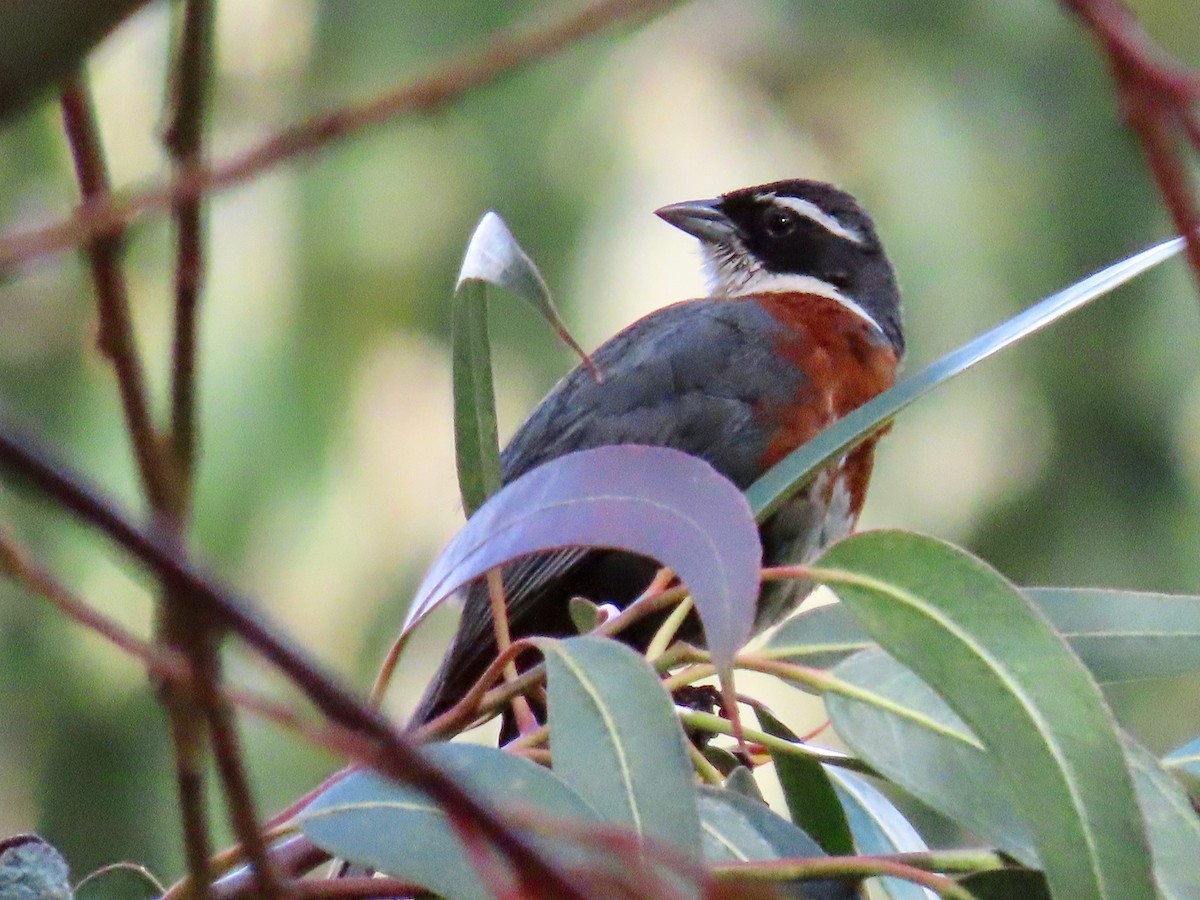 Chestnut-breasted Mountain Finch - ML619140744
