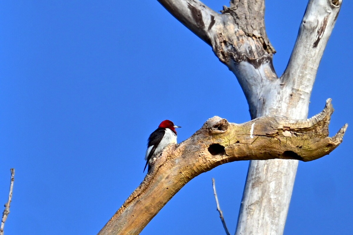 Red-headed Woodpecker - ML619140775