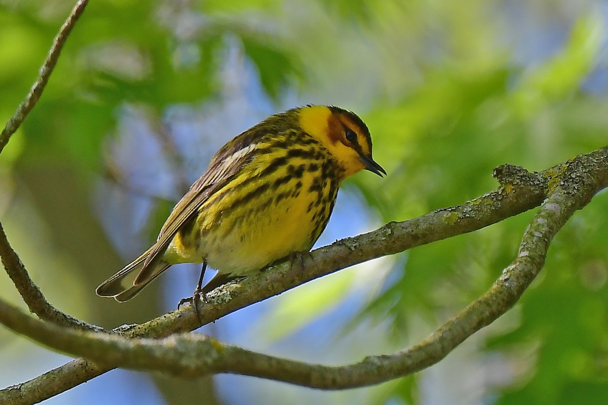 Cape May Warbler - ML619140788