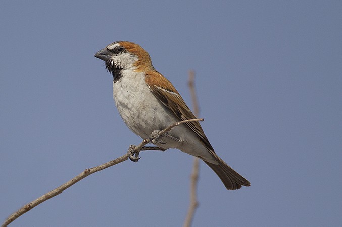 Great Rufous Sparrow - ML619140803