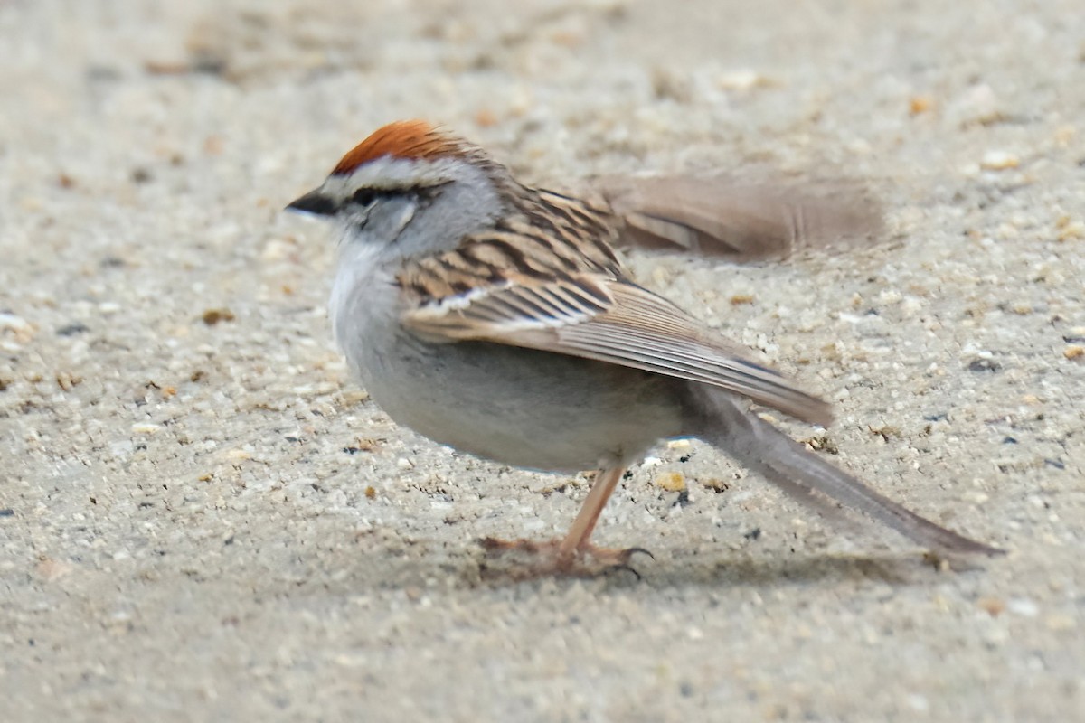 Chipping Sparrow - ML619140891
