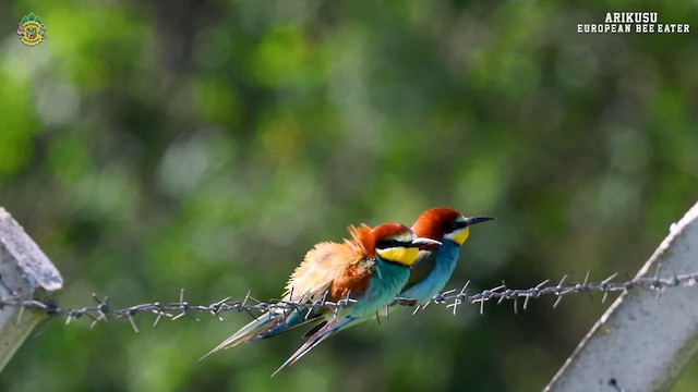 European Bee-eater - ML619140931