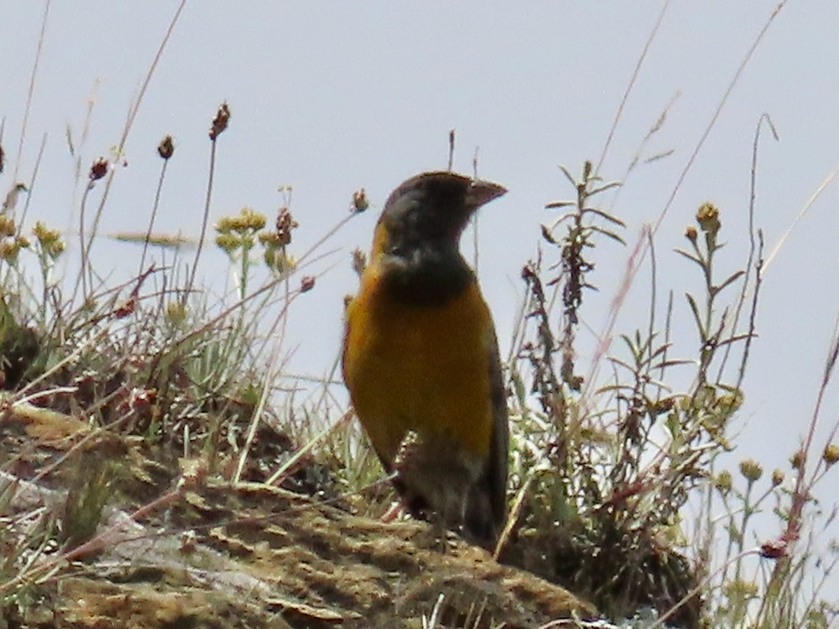 Peruvian Sierra Finch - ML619140994