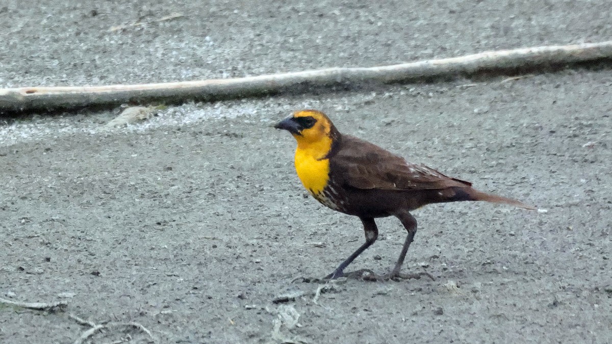 Yellow-headed Blackbird - ML619141038