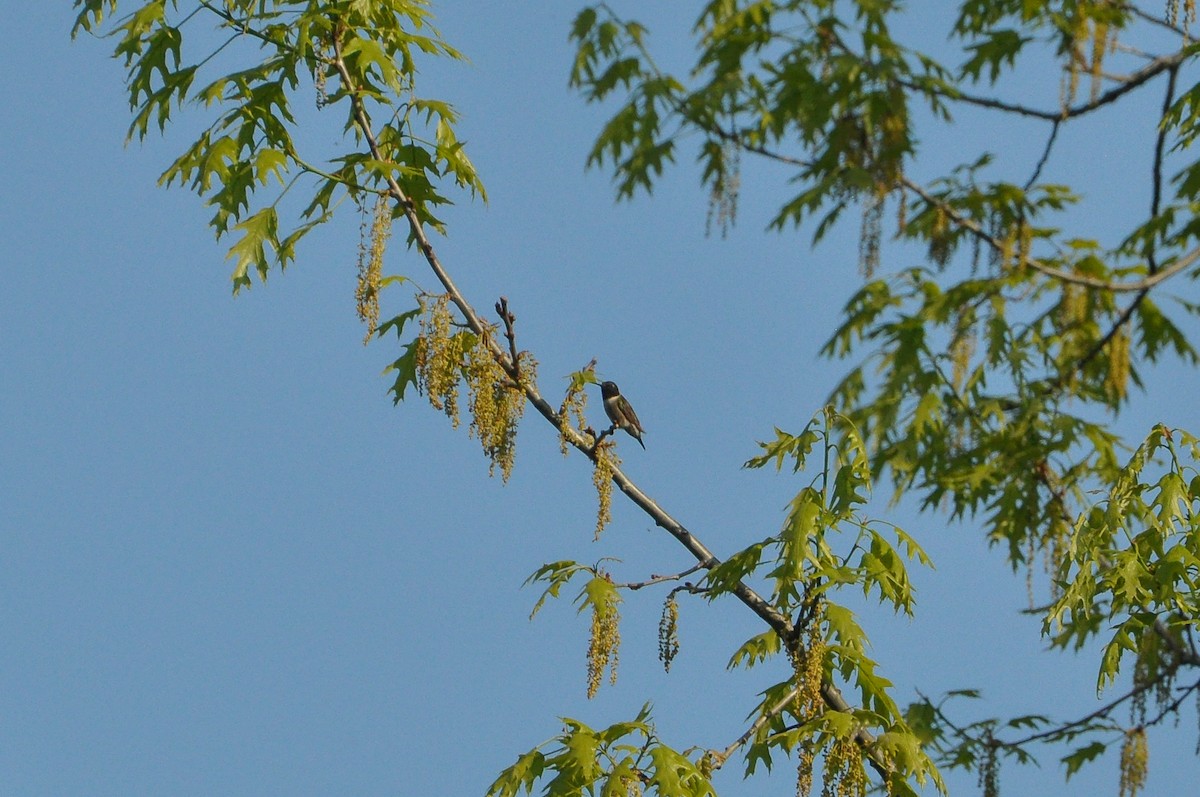 Ruby-throated Hummingbird - ML619141053