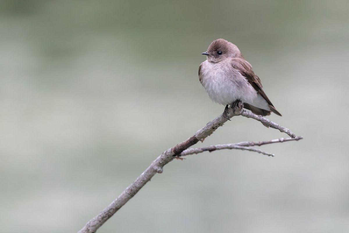 Northern Rough-winged Swallow - ML619141058