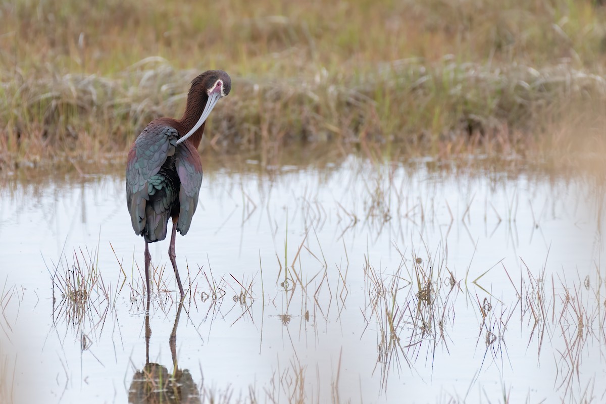 ibis americký - ML619141104