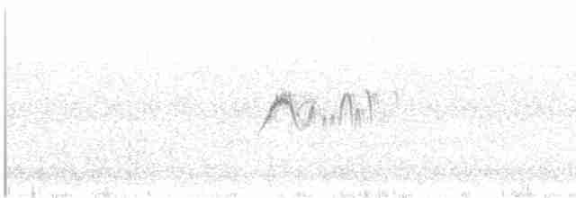 Светлобрюхий фиби - ML619141115