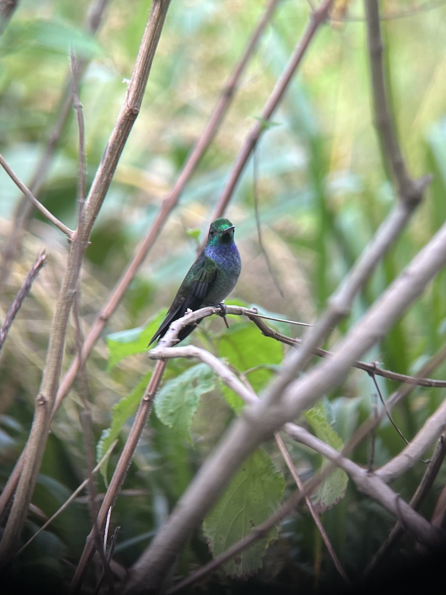 Blue-chested Hummingbird - ML619141122