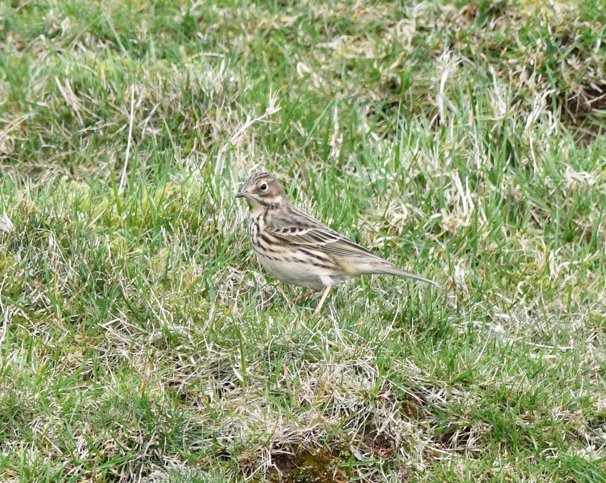 Meadow Pipit - ML619141159