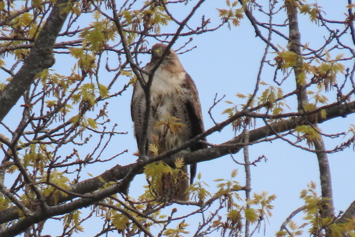 Red-tailed Hawk - ML619141218