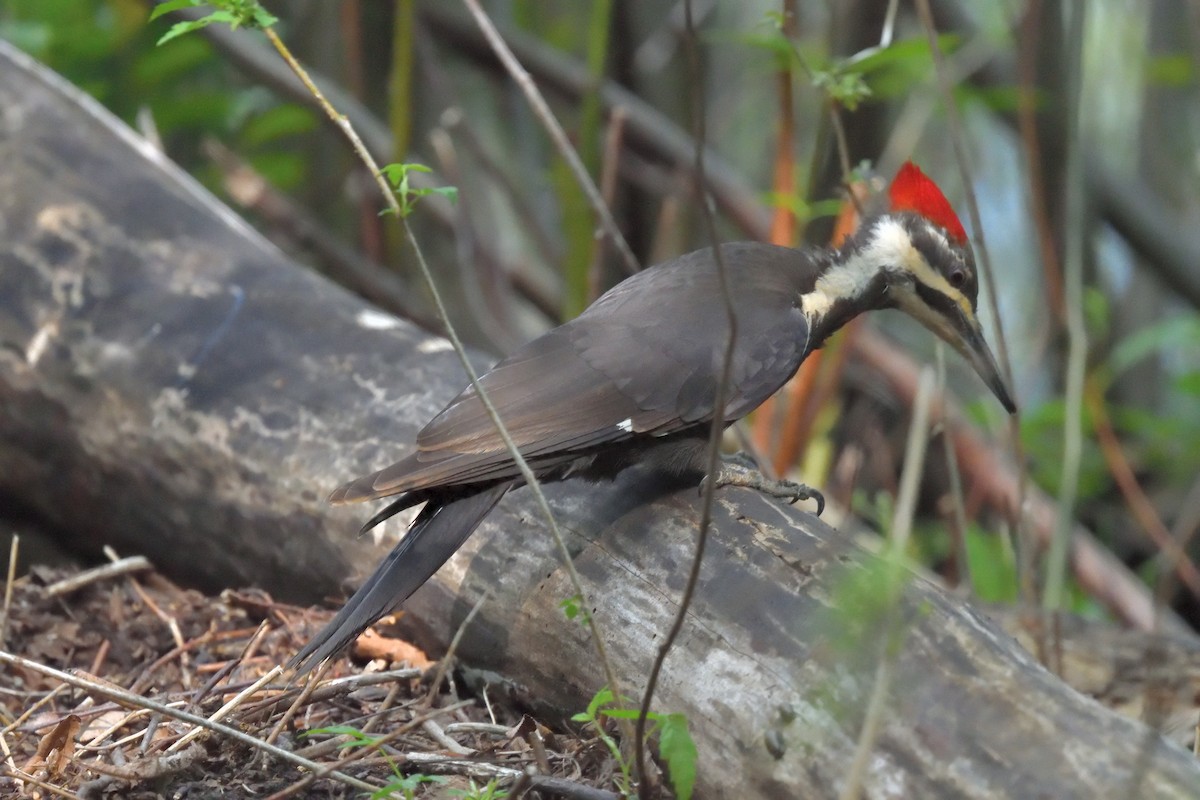 Pileated Woodpecker - ML619141247