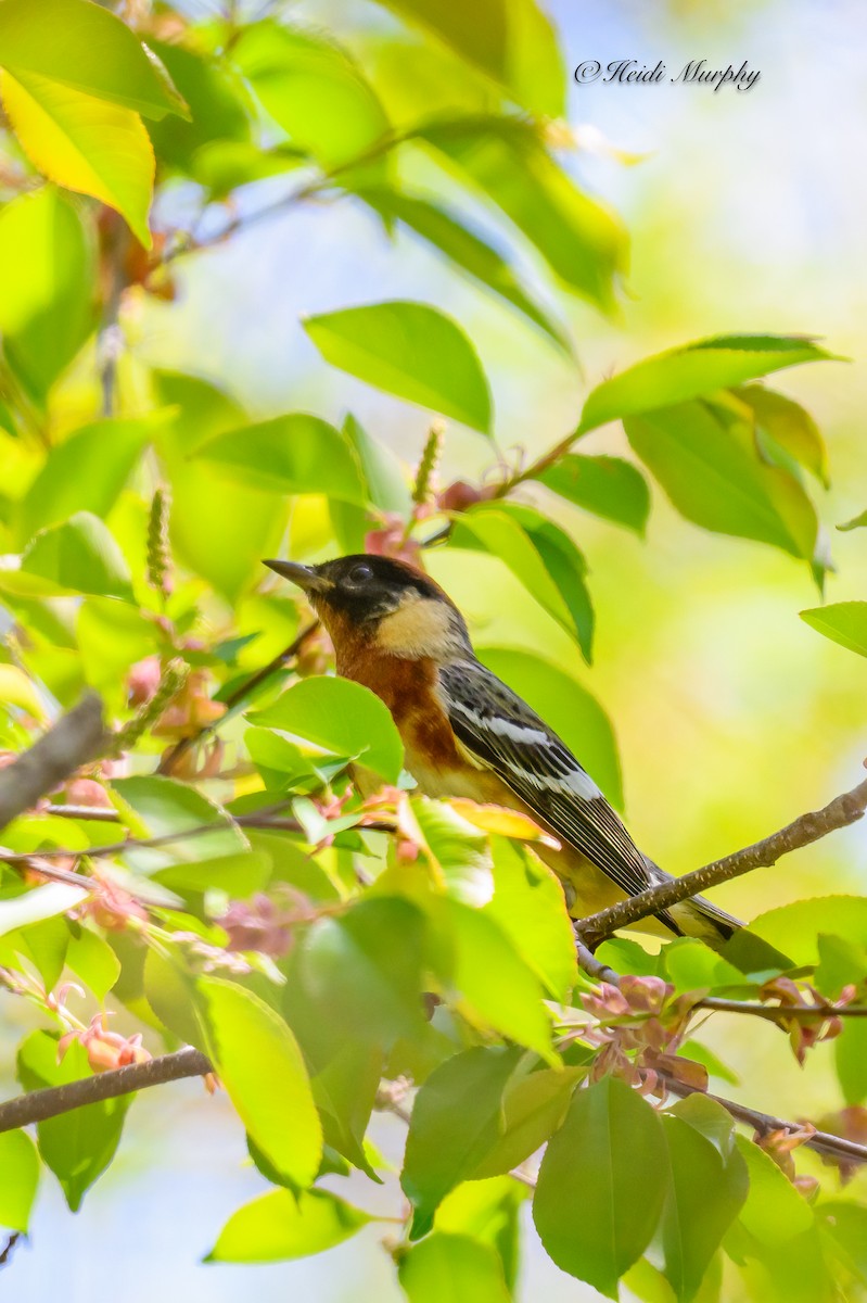 Bay-breasted Warbler - ML619141248
