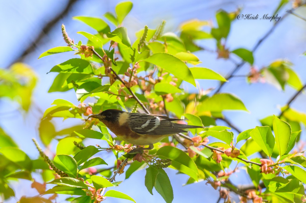 Bay-breasted Warbler - ML619141249