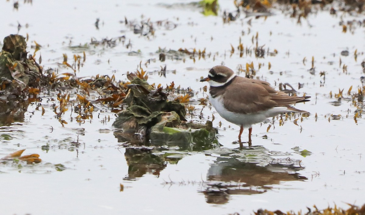 Common Ringed Plover - ML619141305