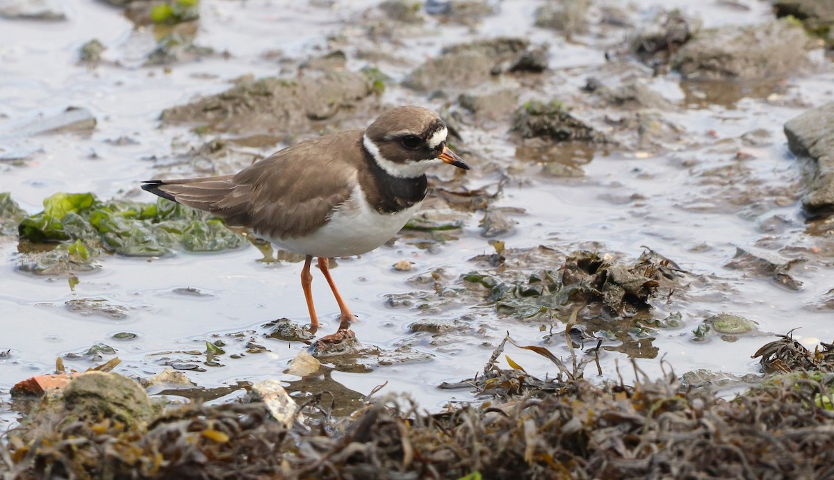 Common Ringed Plover - ML619141306