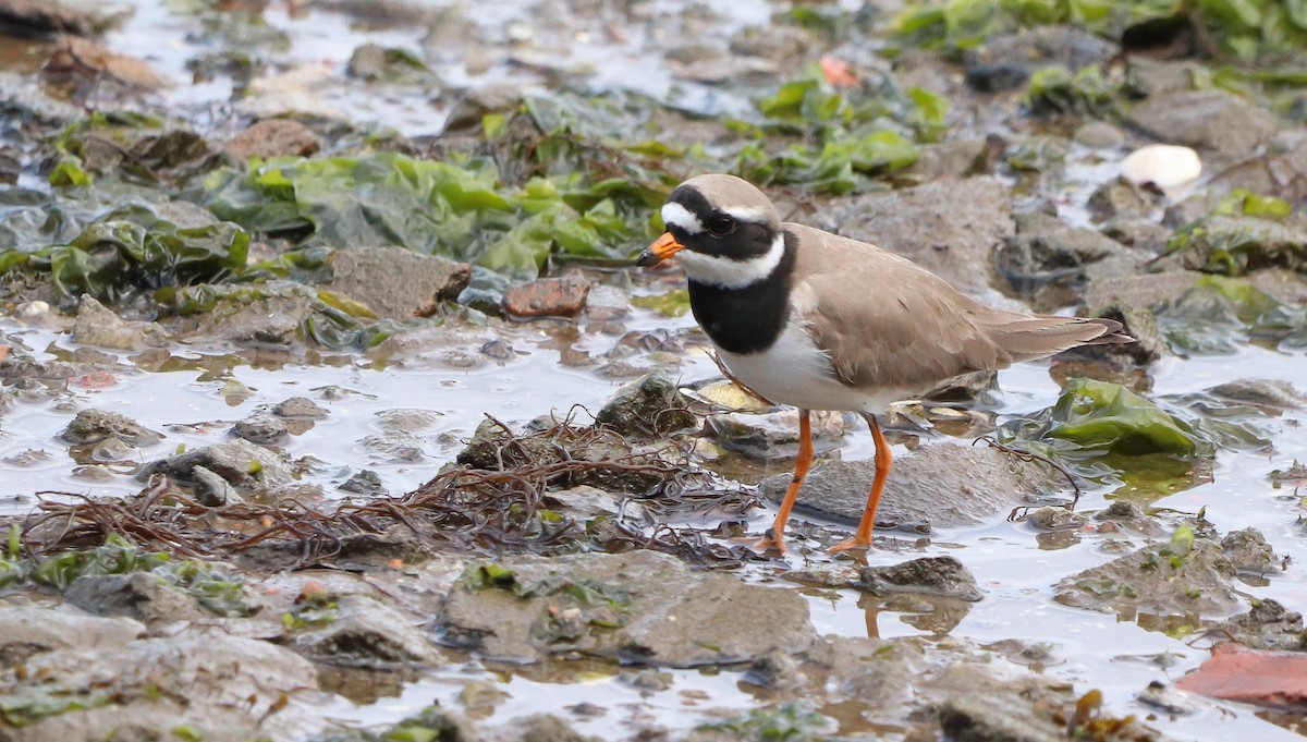 Common Ringed Plover - ML619141308