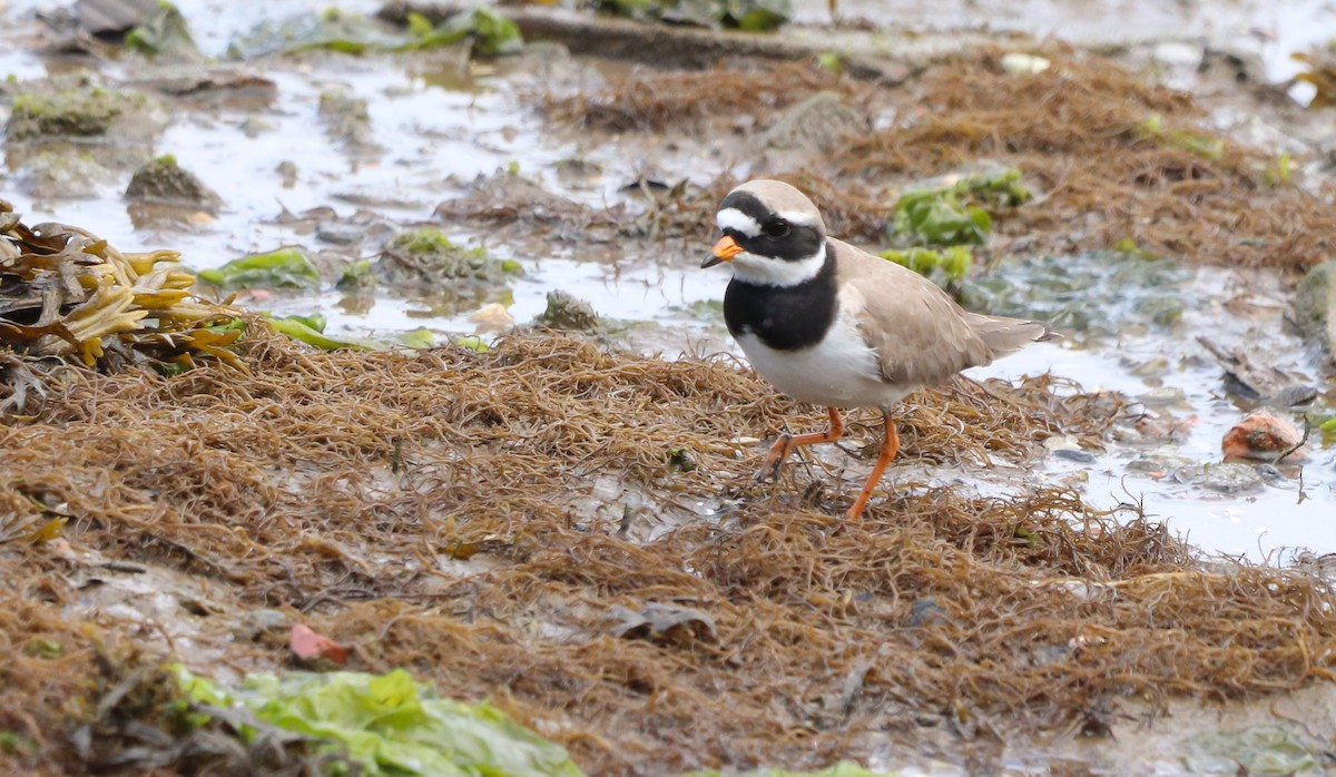 Common Ringed Plover - ML619141309