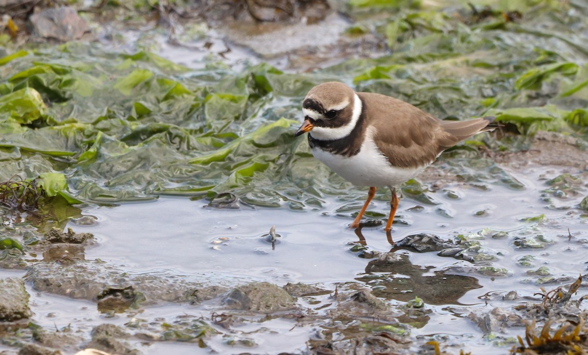 Common Ringed Plover - ML619141312