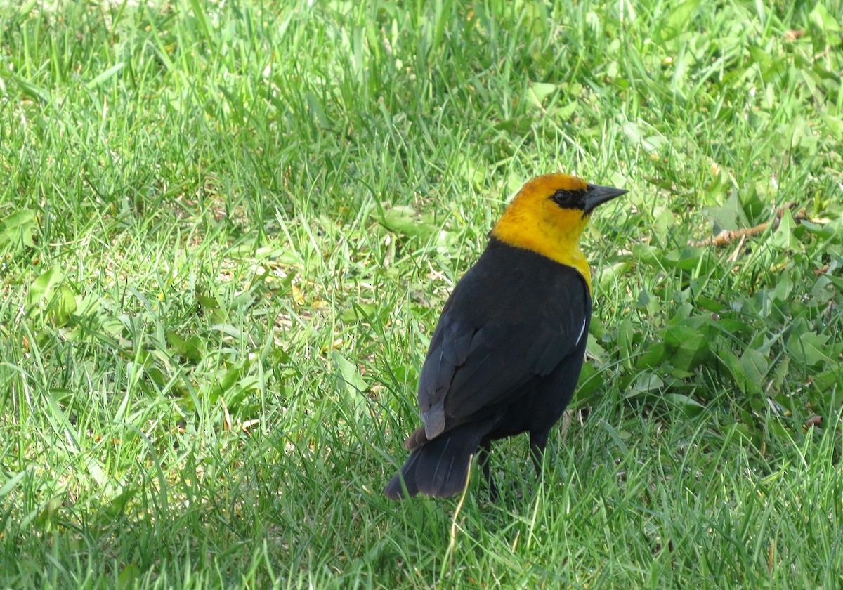 Yellow-headed Blackbird - ML619141341