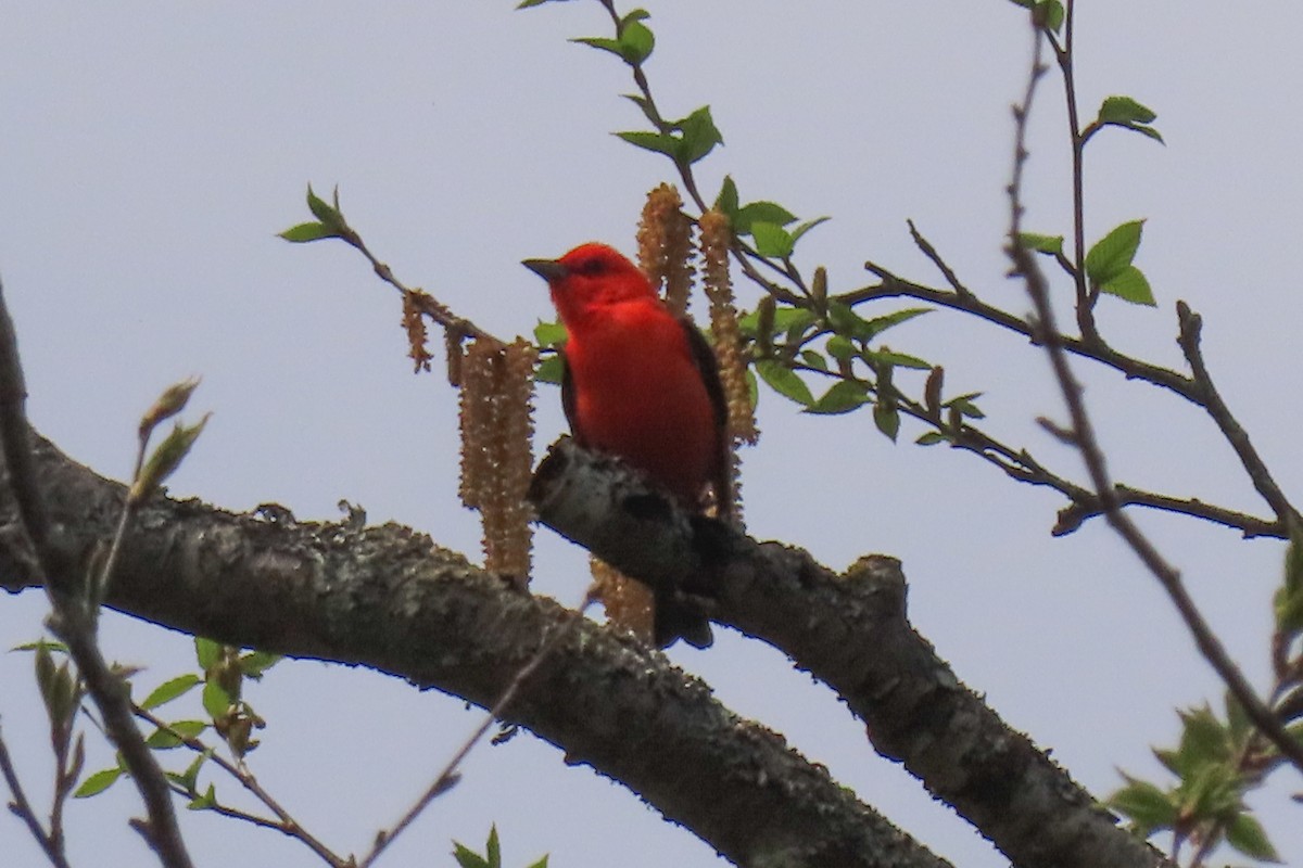 Scarlet Tanager - ML619141350